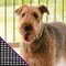 Adfors Saint-Gobain ADFORS Pet Resistant 36 in. W X 7 ft. L Charcoal Polyester Pet Screen Cloth FCS8988-M - alternate 6